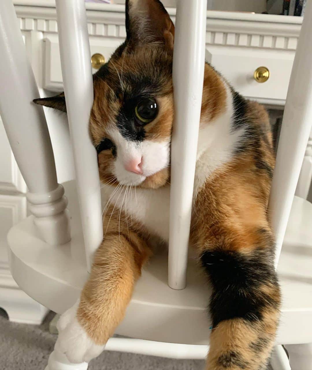 リリーのインスタグラム：「I was put in quarantine jail for my bad behavior 😾 . . . . #lillycrazyeyes #quarantine #stayhome #catsofinstagram #9gag #calico #instacat #meowstagram #meow #meowdel #friday #friyay #weekend #friday #bad #angrycat」
