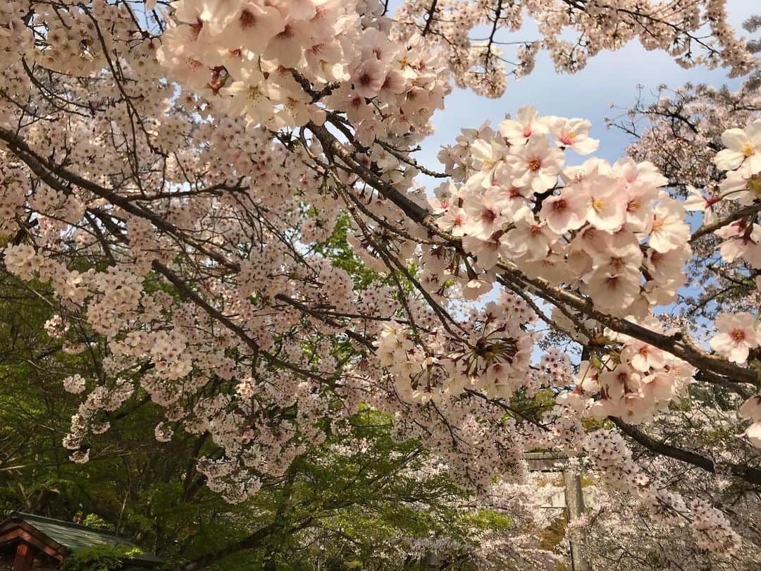 柴犬はなこ Shibainu Hanakoさんのインスタグラム写真 - (柴犬はなこ Shibainu HanakoInstagram)「この数ヶ月、ご縁を求めて毎月お参りに行ってます🙏✨ 今月は桜が満開で違う楽しみ方ができました🌸 どうかどうか良いご縁がありますように！！ #桜 #ご縁 #竈門神社 #太宰府 #就活」4月4日 1時41分 - kiki_beee