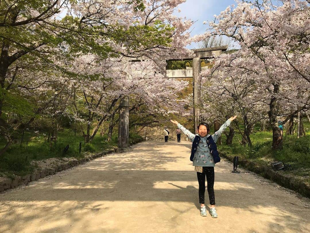 柴犬はなこ Shibainu Hanakoさんのインスタグラム写真 - (柴犬はなこ Shibainu HanakoInstagram)「この数ヶ月、ご縁を求めて毎月お参りに行ってます🙏✨ 今月は桜が満開で違う楽しみ方ができました🌸 どうかどうか良いご縁がありますように！！ #桜 #ご縁 #竈門神社 #太宰府 #就活」4月4日 1時41分 - kiki_beee