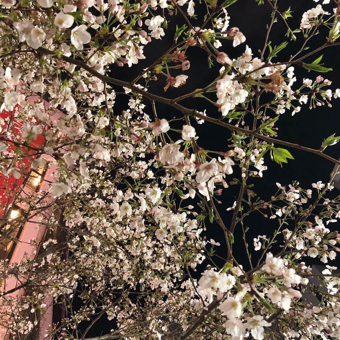 有奈めぐみさんのインスタグラム写真 - (有奈めぐみInstagram)「今年の桜は、通りすがりに。 来年また会おうね🌸 #av #風俗嬢 #熟女 #桜 #来年 #また会おうね #渋谷 #道玄坂 #上」4月4日 2時27分 - arina_megu