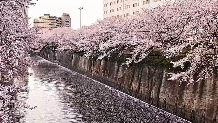 鷹鳥屋明のインスタグラム：「ثلج؟  لا ، إنها ساكورا.... أصدقائي العرب ، ساكورا لكم جميعا ...🌸🌸🌸 ساكورا، ساكورا،،، #stayhome watch_sakura_from_window」