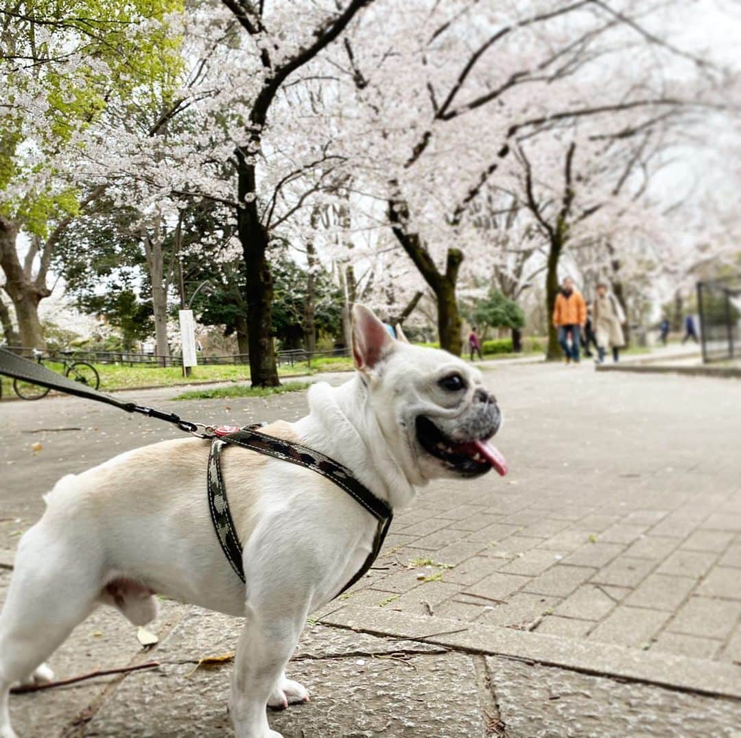 テレビ東京「どうぶつピース‼︎」さんのインスタグラム写真 - (テレビ東京「どうぶつピース‼︎」Instagram)「#2020桜  #どうぶつピース #ぴーす君 #frenchbulldog」4月4日 14時07分 - doubutsupeace