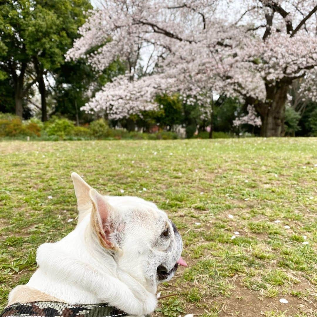 テレビ東京「どうぶつピース‼︎」さんのインスタグラム写真 - (テレビ東京「どうぶつピース‼︎」Instagram)「#2020桜  #どうぶつピース #ぴーす君 #frenchbulldog」4月4日 14時07分 - doubutsupeace