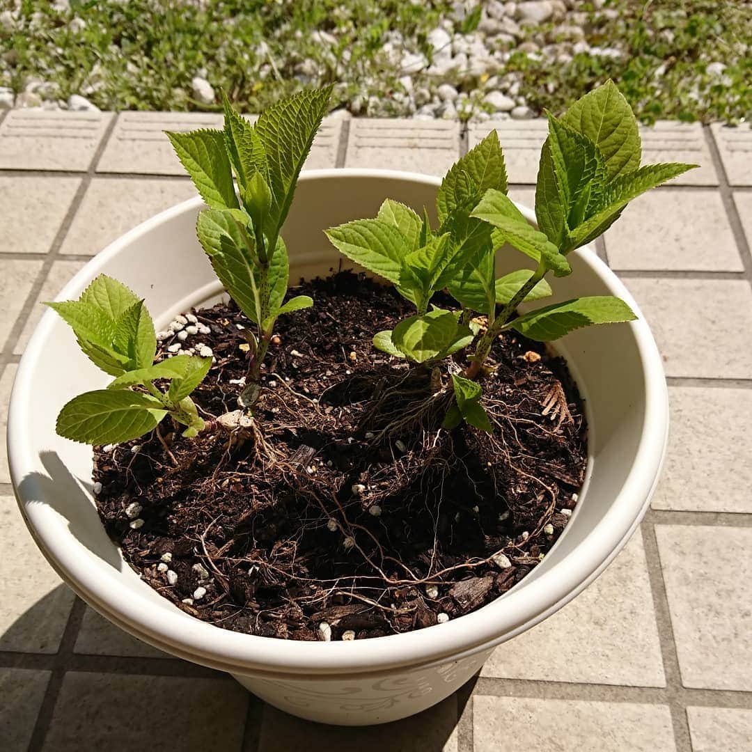 床嶋佳子さんのインスタグラム写真 - (床嶋佳子Instagram)「昨年たくさん楽しませてくれた紫陽花。完全に枯れたと思ったので根元近くの茎から切ってお水もあげすにお庭に放っておいたのに自らの力でこんなに力強く生きていました！(*≧∀≦*) 希望を与えてくれてありがとう‼️⤴️⤴️」4月4日 13時06分 - yoshiko.tokoshima