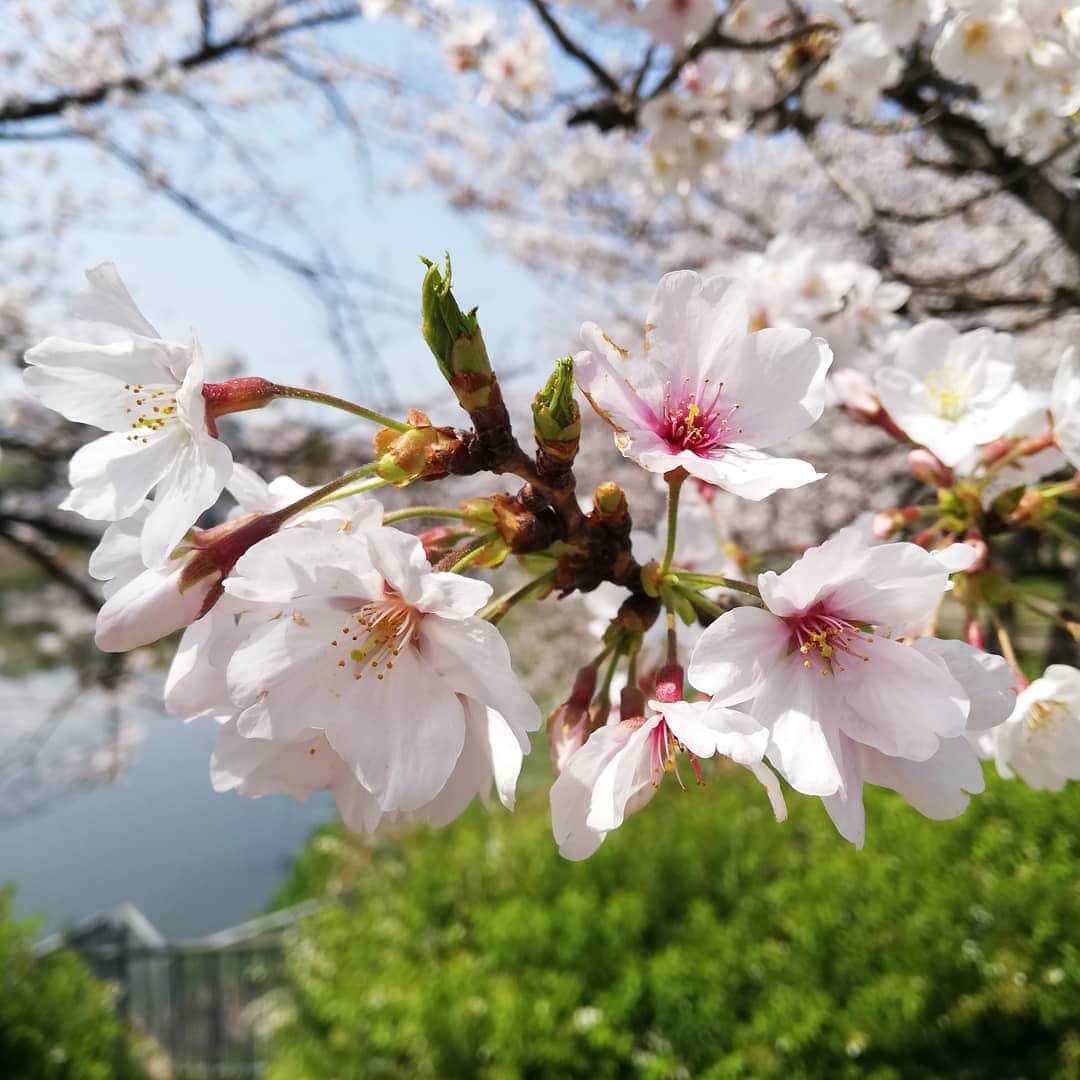 佐藤裕二さんのインスタグラム写真 - (佐藤裕二Instagram)「暖かいですね〜。緑区の公園も桜が満開。これ以上、気持ちのいい日があるでしょうか。 のんびり週末です🌸  #さくら #桜 #ソメイヨシノ  #名古屋の桜 #緑区 #満開 #一人桜  #桜のトンネル #socialdistancing #社会的距離  #避けよう3密 #no3密 #密閉#密集 #密接  #ジョギング #ランニング  #ジョギング桜 #メーテレ #ドデスカ #佐藤裕二 #花おじさん #自撮りおじさん」4月4日 13時05分 - karaage_satou
