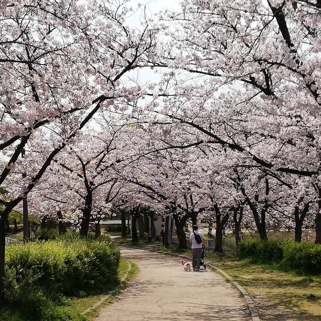 佐藤裕二さんのインスタグラム写真 - (佐藤裕二Instagram)「暖かいですね〜。緑区の公園も桜が満開。これ以上、気持ちのいい日があるでしょうか。 のんびり週末です🌸  #さくら #桜 #ソメイヨシノ  #名古屋の桜 #緑区 #満開 #一人桜  #桜のトンネル #socialdistancing #社会的距離  #避けよう3密 #no3密 #密閉#密集 #密接  #ジョギング #ランニング  #ジョギング桜 #メーテレ #ドデスカ #佐藤裕二 #花おじさん #自撮りおじさん」4月4日 13時05分 - karaage_satou