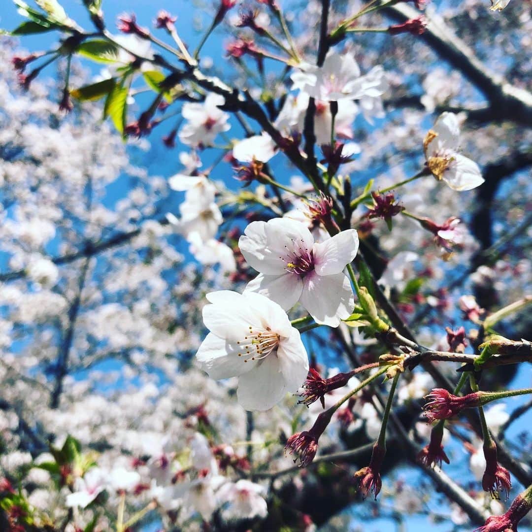 川原洋二さんのインスタグラム写真 - (川原洋二Instagram)「家族でお散歩中。 まだ綺麗に桜が咲いております。  #心休まる時間  #桜」4月4日 13時12分 - yohji_kawahara