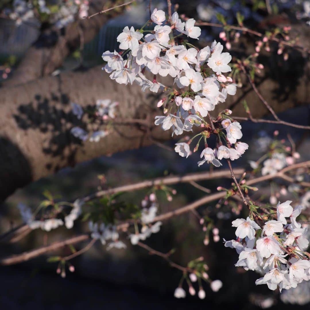 kuroneko_m4さんのインスタグラム写真 - (kuroneko_m4Instagram)「. . 近所の桜も満開🌸 . . 来年は落ち着いてお花見ができるといいな。 . . . . #桜 #cherryblossom #instalike #instagood #japan」4月4日 13時13分 - kuroneko_m4