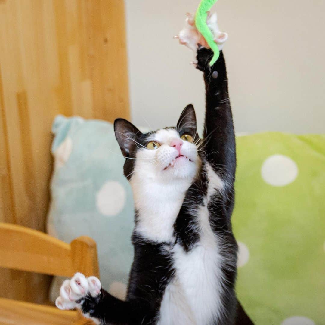 マアルのインスタグラム：「チョコチップさん #🐈 #北海道 #旭川市 #ペットホテル」