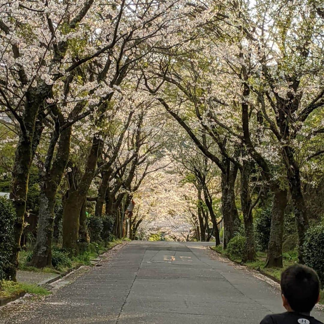 熱海市さんのインスタグラム写真 - (熱海市Instagram)「桜のトンネル🌸 #桜のトンネル続くよ #わたしの熱海 #桜の花びら #プレゼント」4月4日 13時29分 - atami_official