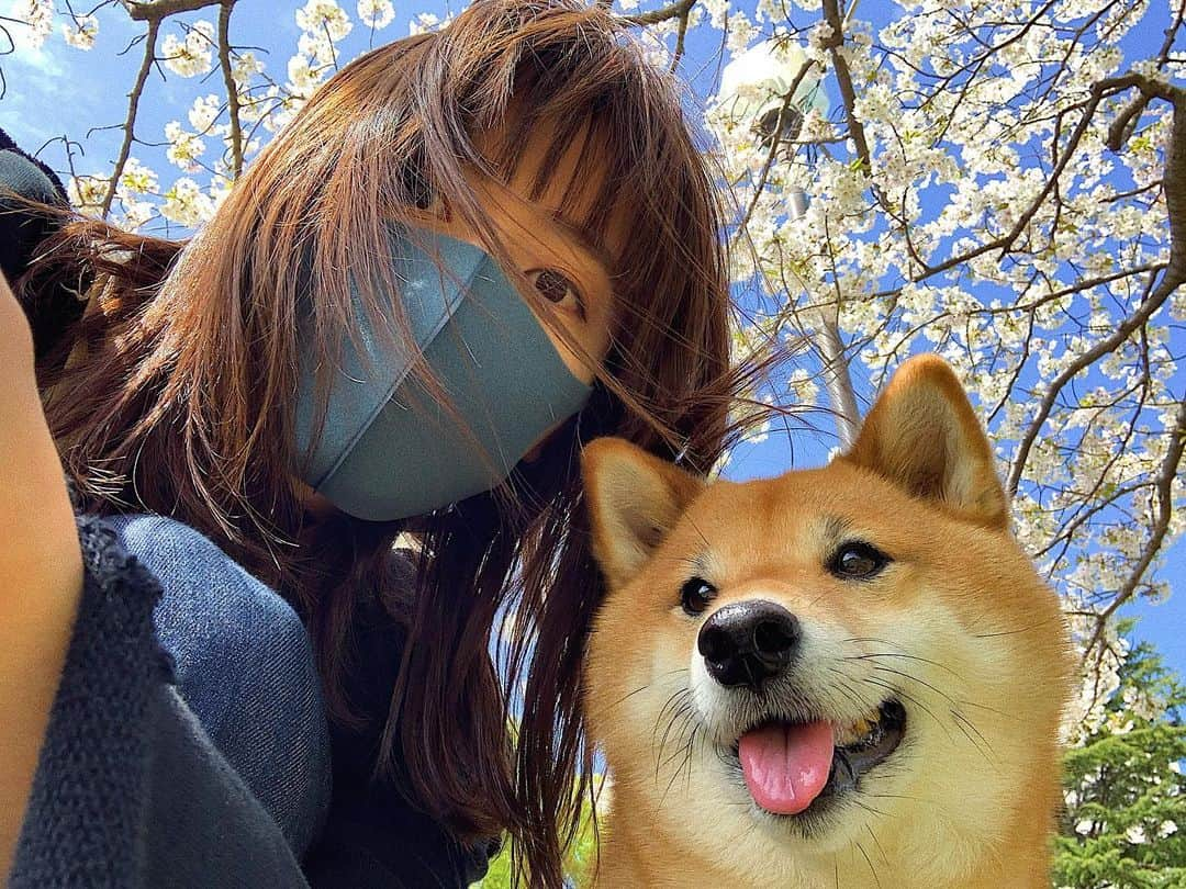 井上志帆子さんのインスタグラム写真 - (井上志帆子Instagram)「🌸 #犬と飼い主#柴犬#しばいぬ#柴犬を崇めよ#桜と柴犬#かわいい」4月4日 13時46分 - shiriko0316