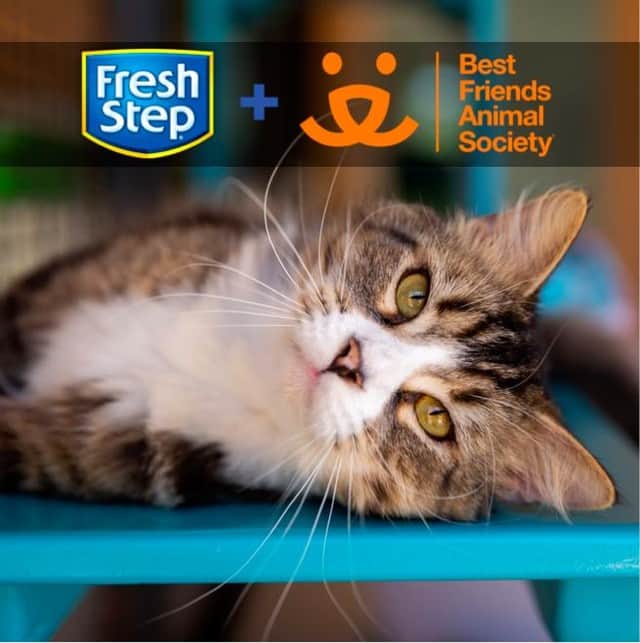 Fresh Stepさんのインスタグラム写真 - (Fresh StepInstagram)「Dear cat parents, please check out these COVID-19 FAQs from our partner @bestfriendsanimalsociety that answer some important questions if you & your pets ever need help. See link in bio. ❤️ #covid_19 #coronavirus」4月4日 5時00分 - freshstep