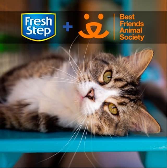Fresh Stepのインスタグラム：「Dear cat parents, please check out these COVID-19 FAQs from our partner @bestfriendsanimalsociety that answer some important questions if you & your pets ever need help. See link in bio. ❤️ #covid_19 #coronavirus」