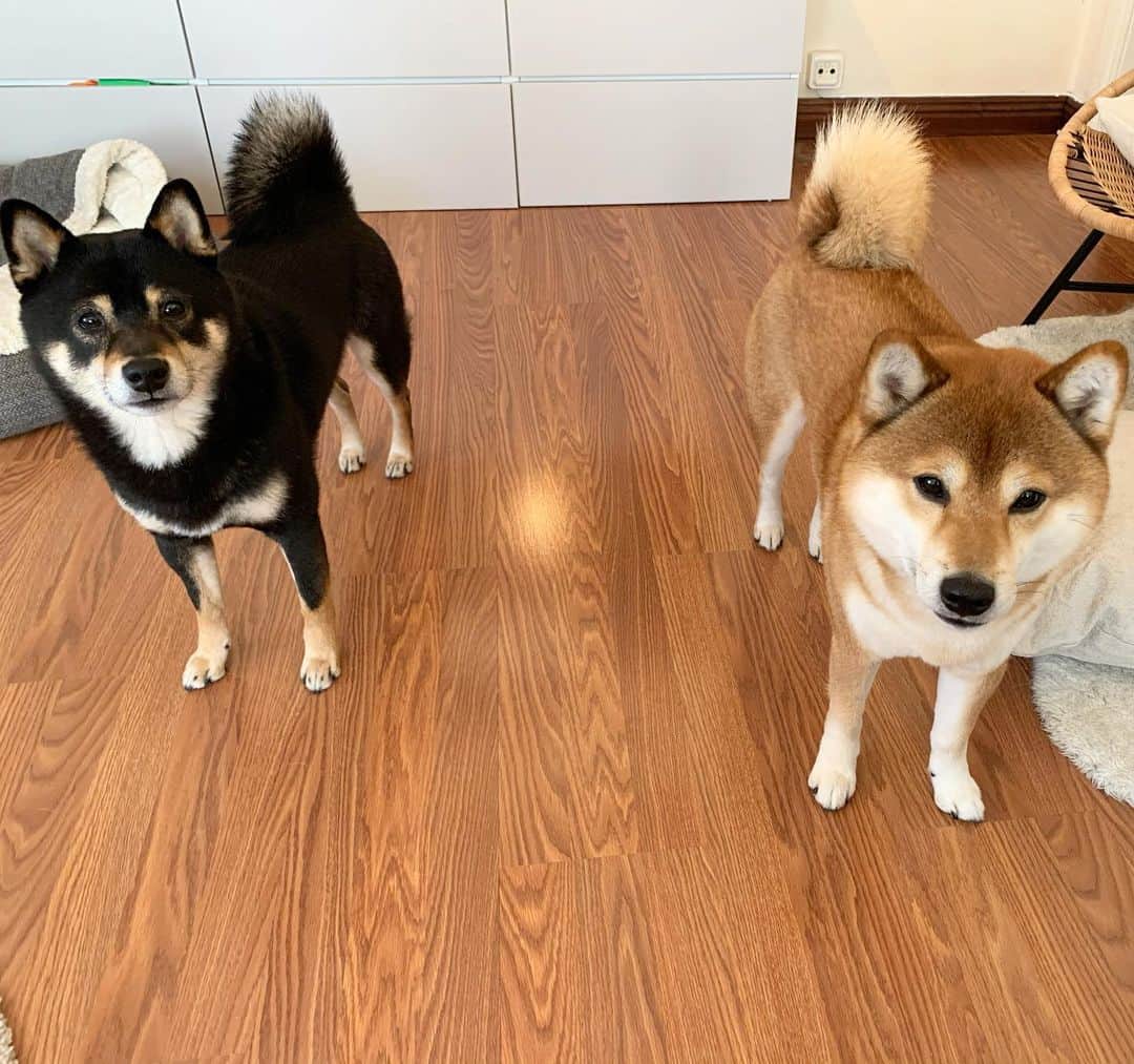 ?Fricko the Shiba Inu?のインスタグラム：「Been Social distancing from Keaton since day one 😏 ( Stay safe and healthy hoomans! We are thinking about you❤️ 🐾 🐾 🐾 #FrickoandKeaton #🐶 #☀️ #shiba #shibainu #dog #柴犬 #赤柴 #黒柴  #adorable #shibalovers #shibaholics  #dogoftheday  #weeklyfluff #aww #dogstagram  #dogscorner #puppiesofinstagram #shibapuppy」