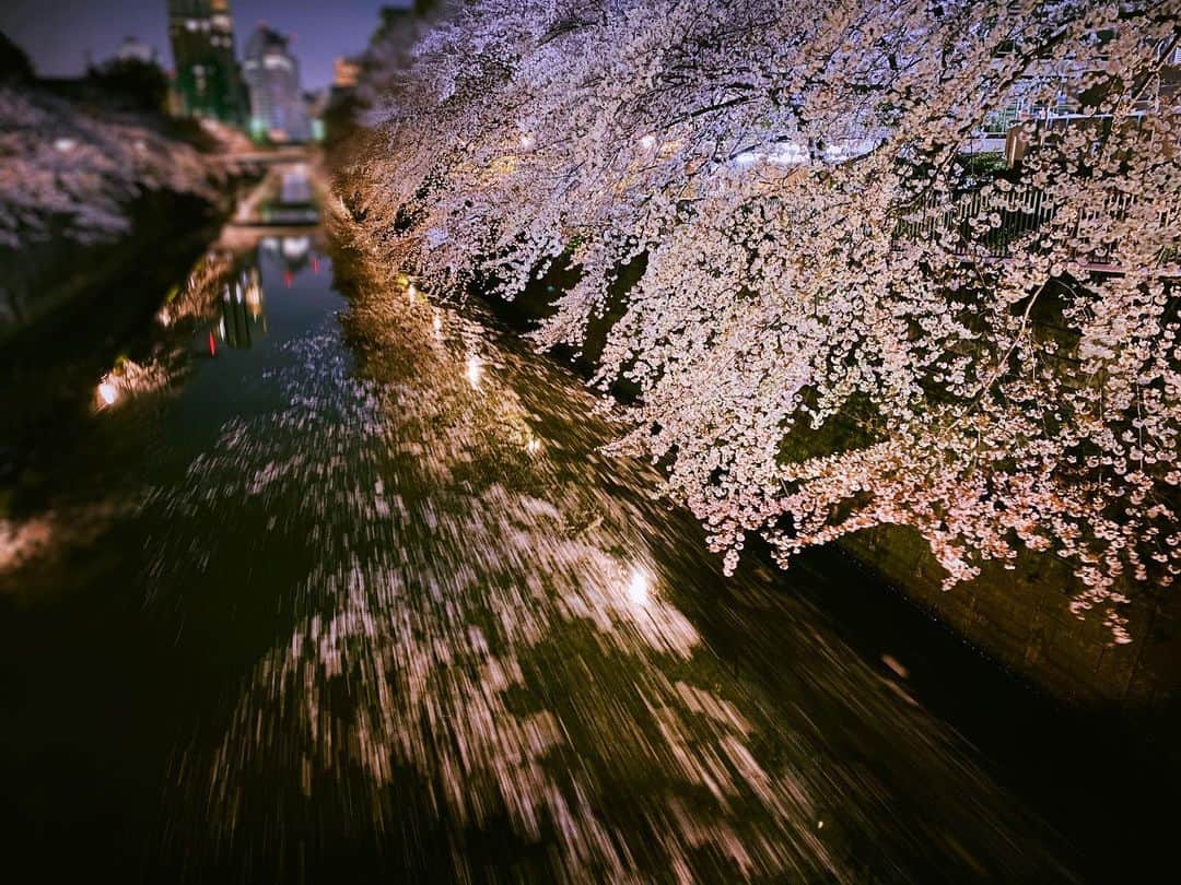 ヒロトさんのインスタグラム写真 - (ヒロトInstagram)「春、さくらの頃 #桜 #cherylblossom」4月4日 5時37分 - hiroto_a9