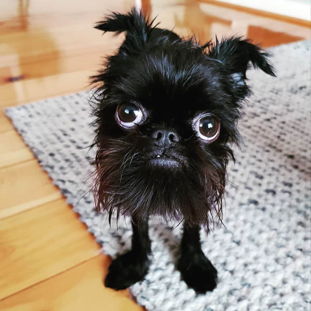 Instagramさんのインスタグラム写真 - (InstagramInstagram)「On today’s #WeeklyFluff, meet Squid (@squidthegriff), a “sweet-hearted” Brussels Griffon. “Originally, we named him Squid after his big googly eyes 👀 and his fur being as black as squid ink,” says his human Susanne. 🦑⁣⁣ ⁣⁣ “When Squid’s beard started to grow longer, it took on a tentacle-like appearance when wet. The name turned out to be even more of a perfect fit for him!”⁣⁣ ⁣ Photo by @squidthegriff」4月4日 6時08分 - instagram