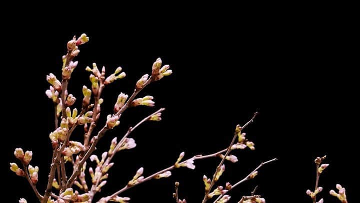 椎木俊介のインスタグラム：「No matter how hard the world is, spring has come. May our flower encourage people around the world.  #azumamakoto #makotoazuma #shiinokishunsuke #amkk #amkk_project #jardinsdesfleurs #feelspring #sakura #cherryblossom #stayathome #besafe #bestrong #東信 #東信花樹研究所 #桜」