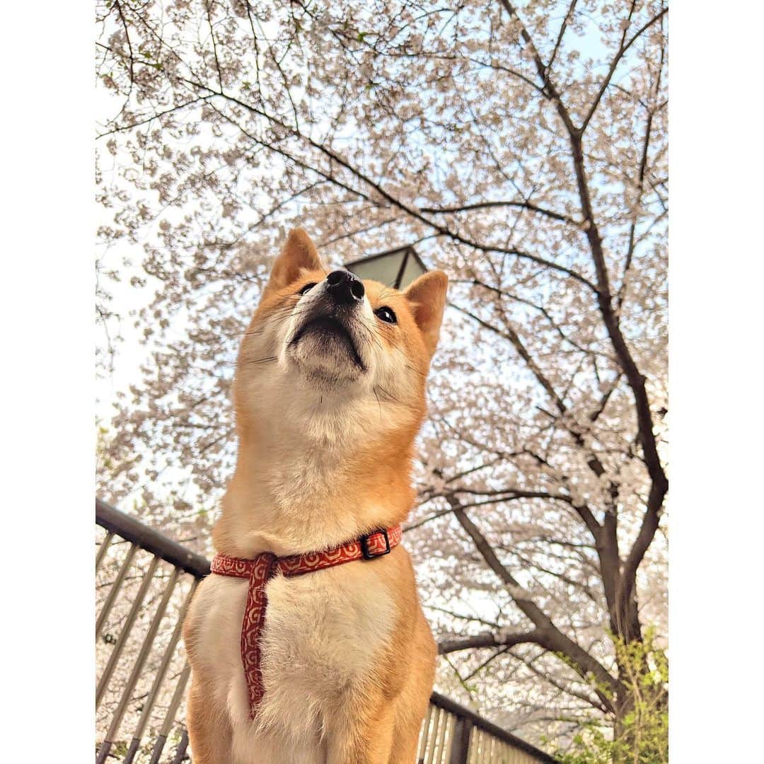 VANRIさんのインスタグラム写真 - (VANRIInstagram)「🌸 桜の花言葉をふと調べてみた 『精神美』 桜が日本の国花という位置づけから 日本人の品格を表すシンボルとして 美しさを託した言葉、、だそう 命があれば何度でもやり直せる 目前のことより未来に目を向けよう なんて考えながら #stayhome #うちで過ごそう　 #桜 #cherryblossom #花言葉 #精神美」4月4日 7時25分 - vanri0121