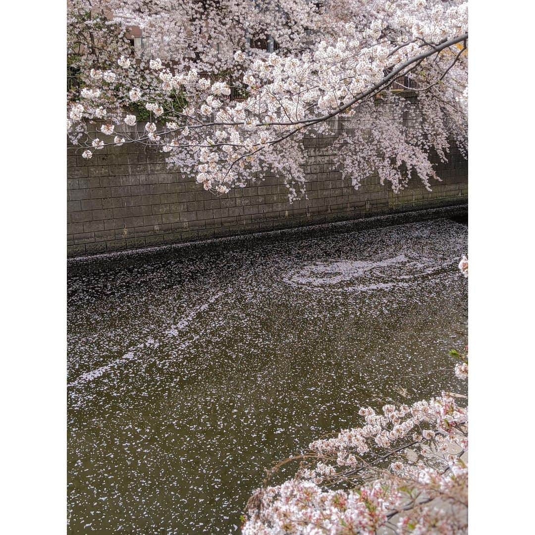 VANRIさんのインスタグラム写真 - (VANRIInstagram)「🌸 桜の花言葉をふと調べてみた 『精神美』 桜が日本の国花という位置づけから 日本人の品格を表すシンボルとして 美しさを託した言葉、、だそう 命があれば何度でもやり直せる 目前のことより未来に目を向けよう なんて考えながら #stayhome #うちで過ごそう　 #桜 #cherryblossom #花言葉 #精神美」4月4日 7時25分 - vanri0121