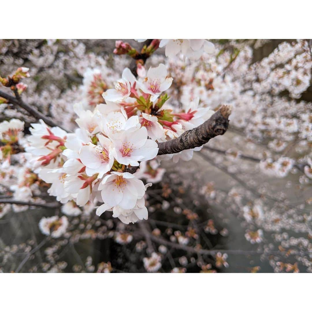 VANRIさんのインスタグラム写真 - (VANRIInstagram)「🌸 桜の花言葉をふと調べてみた 『精神美』 桜が日本の国花という位置づけから 日本人の品格を表すシンボルとして 美しさを託した言葉、、だそう 命があれば何度でもやり直せる 目前のことより未来に目を向けよう なんて考えながら #stayhome #うちで過ごそう　 #桜 #cherryblossom #花言葉 #精神美」4月4日 7時25分 - vanri0121