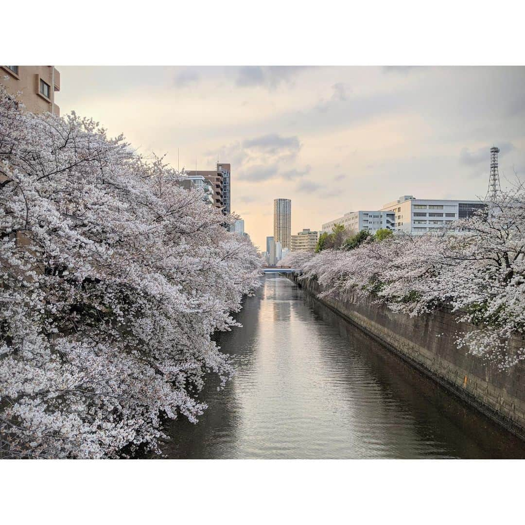 VANRIさんのインスタグラム写真 - (VANRIInstagram)「🌸 桜の花言葉をふと調べてみた 『精神美』 桜が日本の国花という位置づけから 日本人の品格を表すシンボルとして 美しさを託した言葉、、だそう 命があれば何度でもやり直せる 目前のことより未来に目を向けよう なんて考えながら #stayhome #うちで過ごそう　 #桜 #cherryblossom #花言葉 #精神美」4月4日 7時25分 - vanri0121