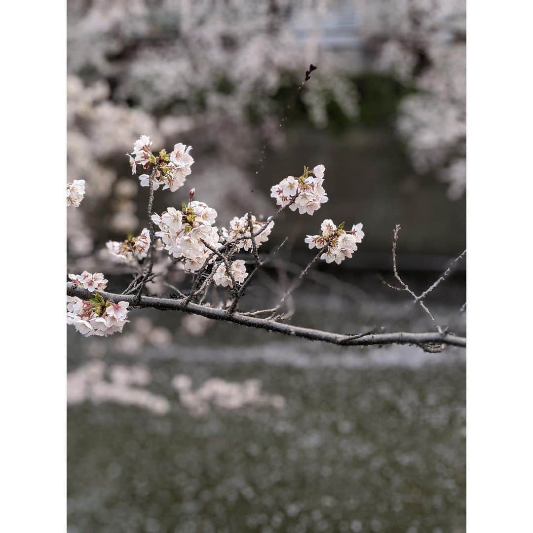 VANRIさんのインスタグラム写真 - (VANRIInstagram)「🌸 桜の花言葉をふと調べてみた 『精神美』 桜が日本の国花という位置づけから 日本人の品格を表すシンボルとして 美しさを託した言葉、、だそう 命があれば何度でもやり直せる 目前のことより未来に目を向けよう なんて考えながら #stayhome #うちで過ごそう　 #桜 #cherryblossom #花言葉 #精神美」4月4日 7時25分 - vanri0121