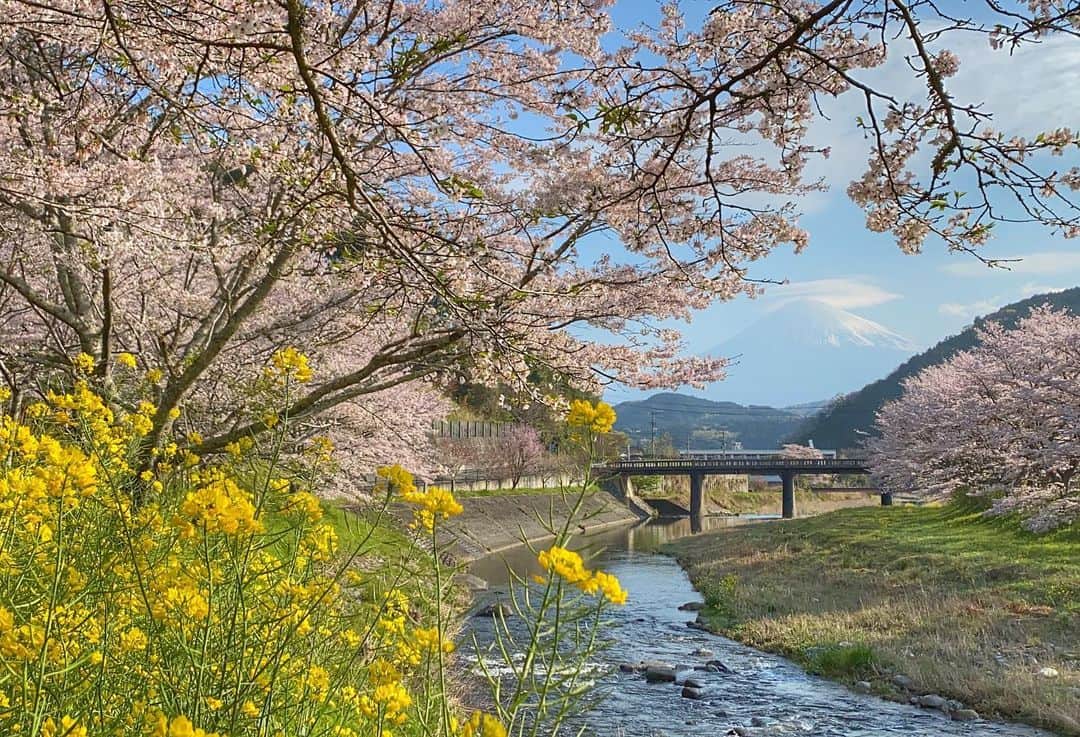 phantastic420のインスタグラム：「. 🤩🤩“Shizuoka” prefecture in Japan is a place where you can see the most “phantastic” Mt. Fuji🗻 in the world.🤩 #富士山 #mtfuji #japan #shizuoka #fujinomiya  #phantastic420photography #mostphantasticmtfuji #selamatpagi  #goodmorning  #おはようございます 😇😇😇😇😇😇😇🗻😇😇😇😇」