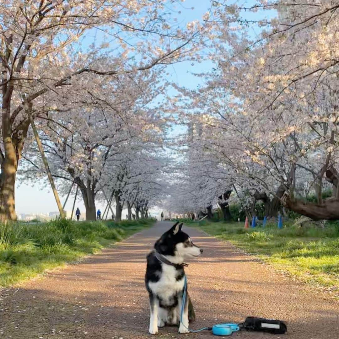 くろさんのインスタグラム写真 - (くろInstagram)「🌸朝んぽ🐕 #近所の桜 #近所のソメイヨシノ #柴犬と桜 #日本犬と桜 #わんこと桜 #ソメイヨシノ #cherryblossom #GoProのある生活 #GoProHero7 #GoProHero7Black #GoPro花見 #kuroshiba #blackshiba #shibainu #shibastagram #柴犬 #黒柴 #日本犬 #柴犬部 #モフモフ生命体 #柴犬のいる暮らし #柴犬のいる生活 #柴犬と一緒 #わんこのいる暮らし #わんこのいる生活 #わんこと一緒 #わんダフォ #わんだ動 #わんだふるJapan #お花柴男子くらぶ」4月4日 7時53分 - m6bmw