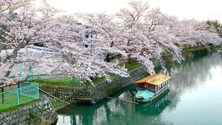 JAPANのインスタグラム：「Nature remains the same... #coronavirus」