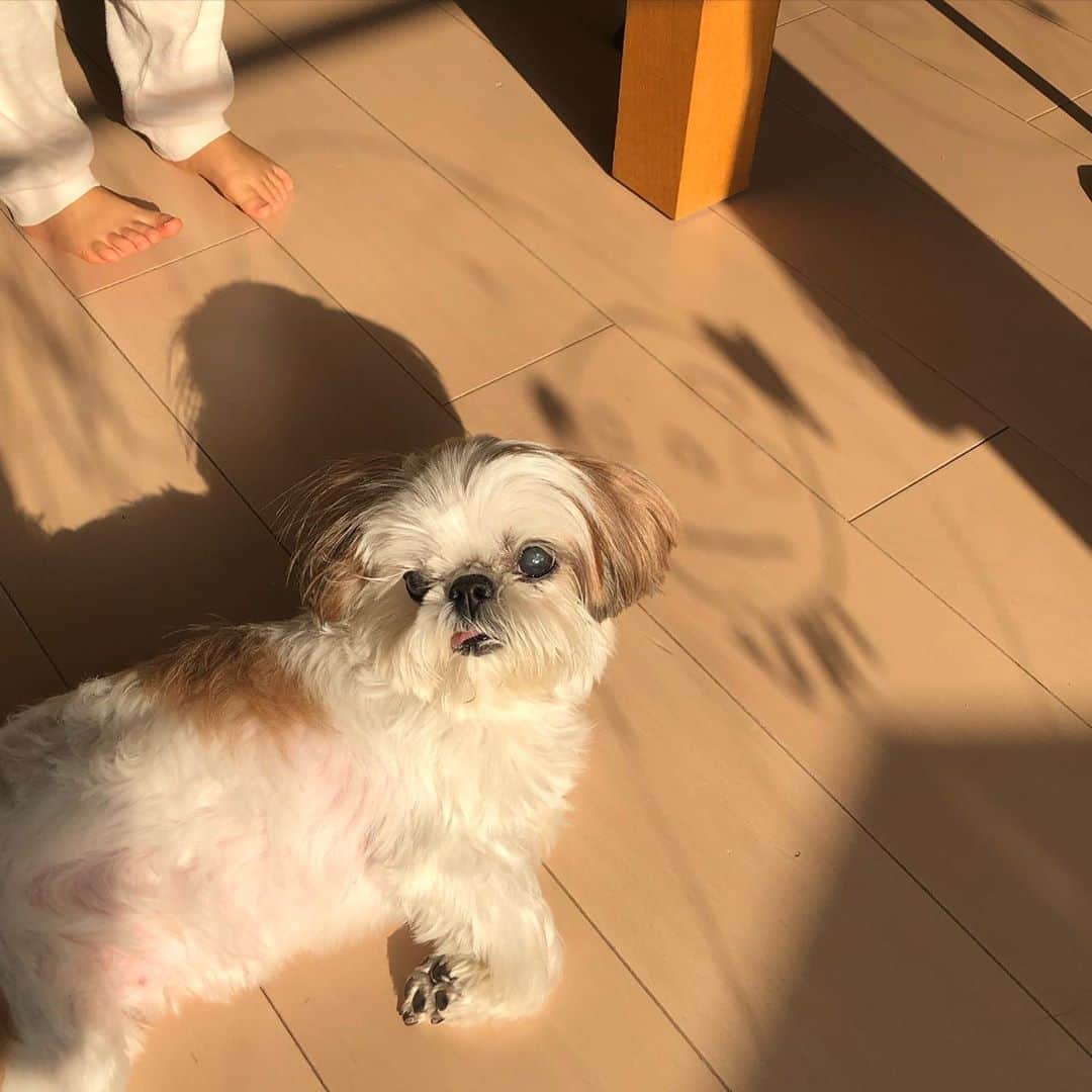 いりこのインスタグラム：「👧🏻が窓ガラスに書いたいりこの絵の影といりこ。たまたま横に並んでてかわいい❤️」