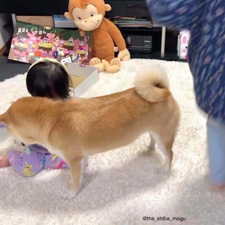 Moguのインスタグラム：「. ベビ子分が最近もぐをなでるようになったなの。 Baby sis became able to stroke me. #目の前のオヤツが食べたい #最新のpecoboxのオヤツ #pecoさんおいしかったですお気に入りです #気に入ったオヤツを再度購入できたら嬉しいな #pecobox @pecobox_official . @the_shiba_mogu  #柴犬 #shibainu #shiba#赤柴 #redshiba#犬 #dog#しばいぬ#nannydog#犬と子供#子供と犬#柴犬と子供#柴#赤ちゃんと犬#犬と赤ちゃん#柴犬と赤ちゃん#赤ちゃんと柴犬#柴犬のいる暮らし#子守犬」