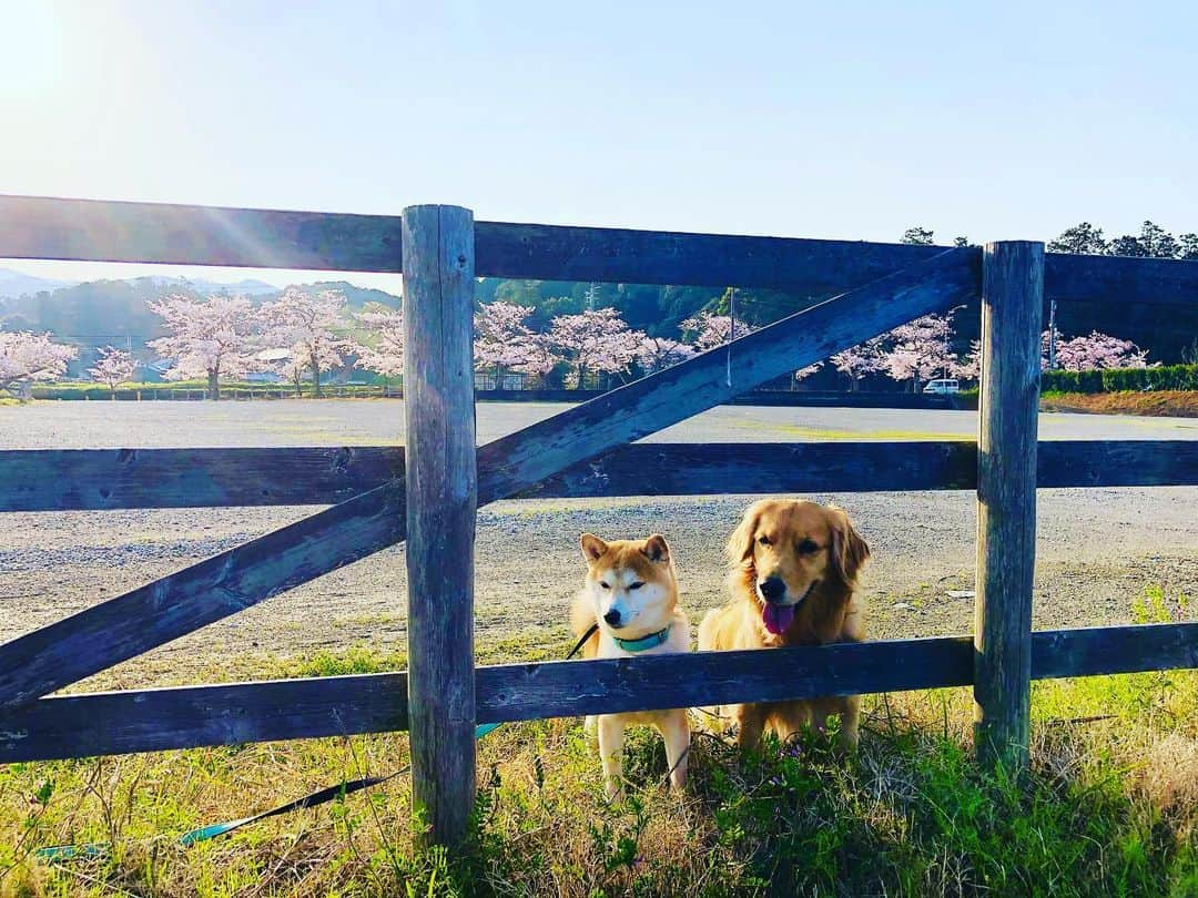 篠原信一さんのインスタグラム写真 - (篠原信一Instagram)「朝散歩☀️🌸 #柴犬 #しばいぬ #ゴールデンレトリバー #小鉄とニコの大冒険  #shibainu #goldenretriever #いぬすたぐらむ #いぬのいる暮らし #犬との暮らし #朝散歩」4月4日 8時17分 - kotetu__niko