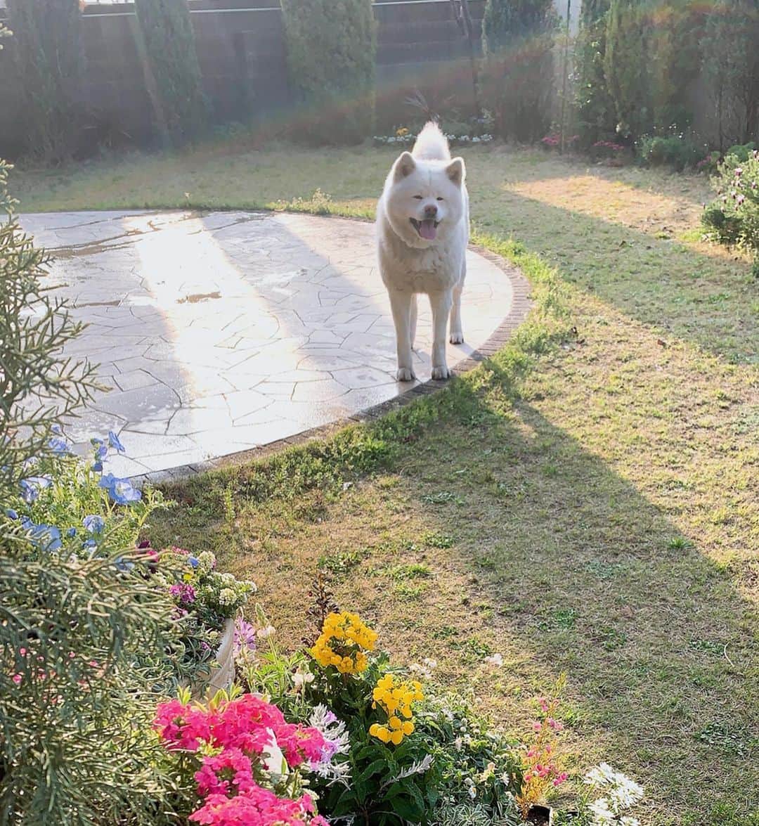 水谷雅子さんのインスタグラム写真 - (水谷雅子Instagram)「#おはようございます#秋田犬#秋田犬マグ  #dog#akitainu #dogsofinstagram  #ガーデニング#春の花 春の花が続々と登場します🌸🌷🌼 暖かくなってきましたので少しずつですが、ガーデニングを楽しみたいと思います。」4月4日 8時36分 - mizutanimasako
