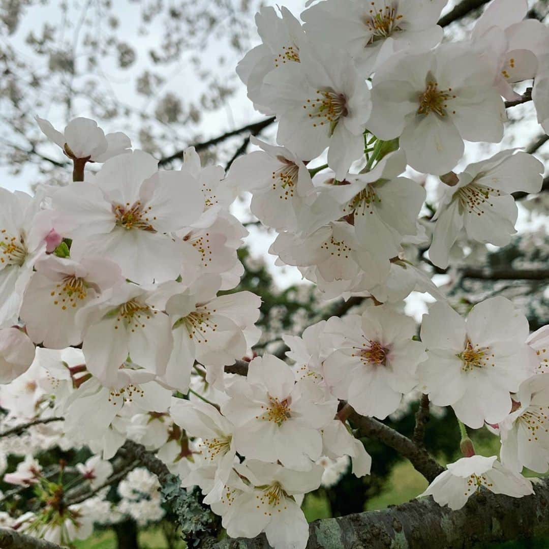 常盤よしこのインスタグラム：「てれビタ金曜日 昨日は桜🌸中継でした。 万日山緑地公園。 今年は中々お花見ができない状況ですが、 桜は美しく見頃を迎えていました♫ 来年はお花見ができるといいですょね☘️ . . #万日山緑地公園  #桜 #さくら  #ソメイヨシノ #しだれ桜  #八重桜」