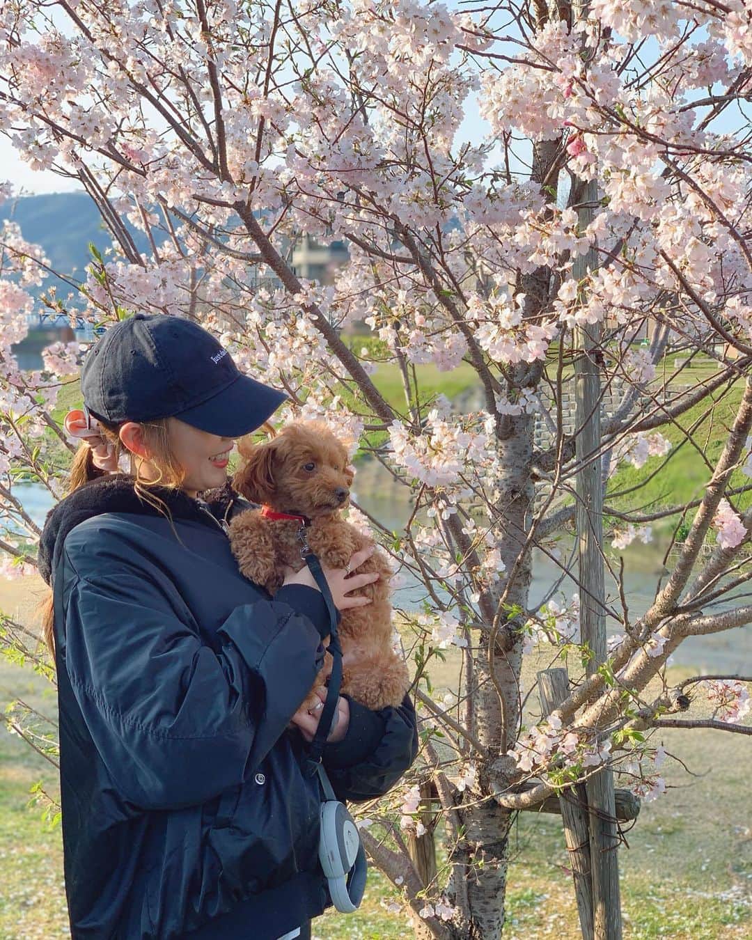 DJ SHERY（小坂早紀）さんのインスタグラム写真 - (DJ SHERY（小坂早紀）Instagram)「Duffyとお散歩しながら 桜見るだけでどんだけ 心が明るくなったでしょう🌸🥺 . 当たり前の事やのに こんなに嬉しく感じれるんだな😢 . #japan #osaka #mie #春　#実家　#散歩　#桜　#トイプードル　#田舎　#コロナに負けるな」4月4日 14時08分 - shery_715