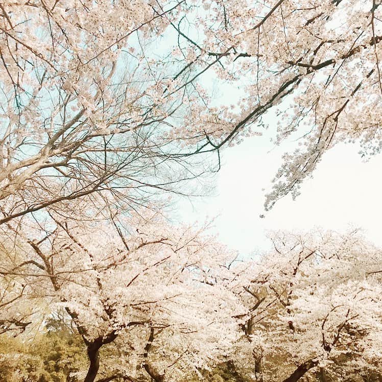 名古屋コミュニケーションアート専門学校_デザインさんのインスタグラム写真 - (名古屋コミュニケーションアート専門学校_デザインInstagram)「名古屋の桜が満開です。 お花見用にどうぞ🌸  #名古屋 #さくら」4月4日 14時11分 - tech_c_nagoya