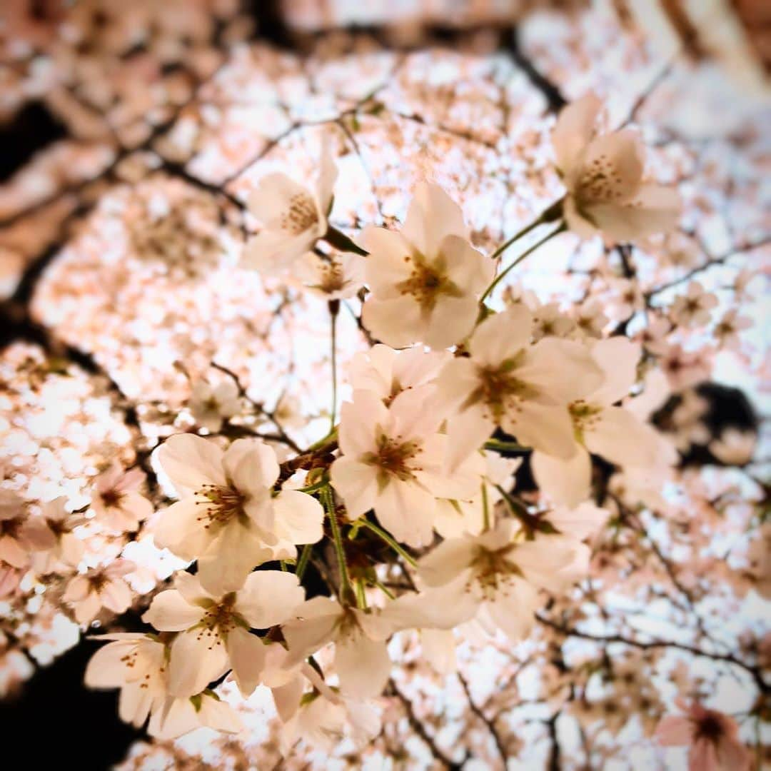 龍真咲さんのインスタグラム写真 - (龍真咲Instagram)「土曜日、いかがお過ごしでしょう😊あまりにも桜が美しすぎて…ついつい外でのんびりしたくなっちゃいますが💦今は1人1人が意識高く持って感染を防ぎたいものです！日本人、踏ん張りどころです💥  私は、お家で靴を磨いてお手入れしたり…。冬物を片付けたりしてます⤴︎皆さんはどんな土曜日をお過ごしでしょうか😊 夜は#龍真咲のMOONLIGHTPARTY#ニッポン放送　今夜21:10〜あるので聴いて下さいね❤︎真咲ママも頑張って開店準備しておりますので🍷こうした状況でもRADIOは接触せずに皆さんと会える唯一の手段。このお仕事に感謝しています。。。 けど…あまり家にいすぎると意味なくAmazon見たりネットショッピングしそうになったり要らないアプリに課金しそうになるけれど…笑今んとこなんとか耐えてます💦笑 引き続き、うがい手洗いハンドケアやっていきましょう‼︎ 自分の為に。みんなの為に。世界の為に。出来る事をみつけよう。」4月4日 14時14分 - masaki_ryu