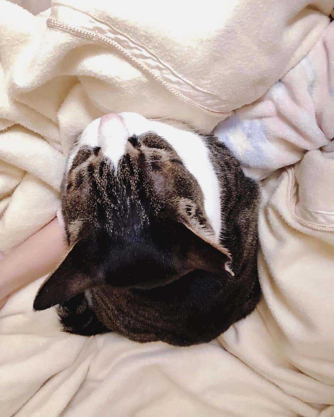 鈴木蘭々さんのインスタグラム写真 - (鈴木蘭々Instagram)「猫と言えども流石に長い間腕まくらしていると腕、痺れますよね…😖 でもなんとなく抜けない…  #猫好きの貴方ならわかるはず #こんな気持ち #猫 #cat  #鈴木家朝のようす」4月4日 8時56分 - lanlan_suzuki