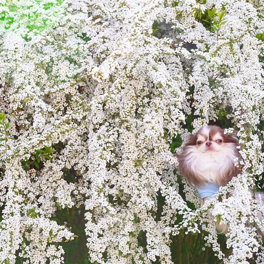kayoのインスタグラム：「* * ユキヤナギのカーテンからひょっこり🤗 * * * Lychee💗 * * #chihuahua#chihuahualove#dogstgram#dog#instadog#チワワ#チワワ大好き * *」