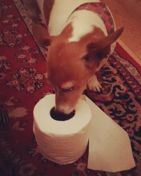 ブライアン・アダムスのインスタグラム：「This made me laugh. 🐶 #jackrussellterrier #isolation #covid #looroll #toiletpaper #dogsarethebest」