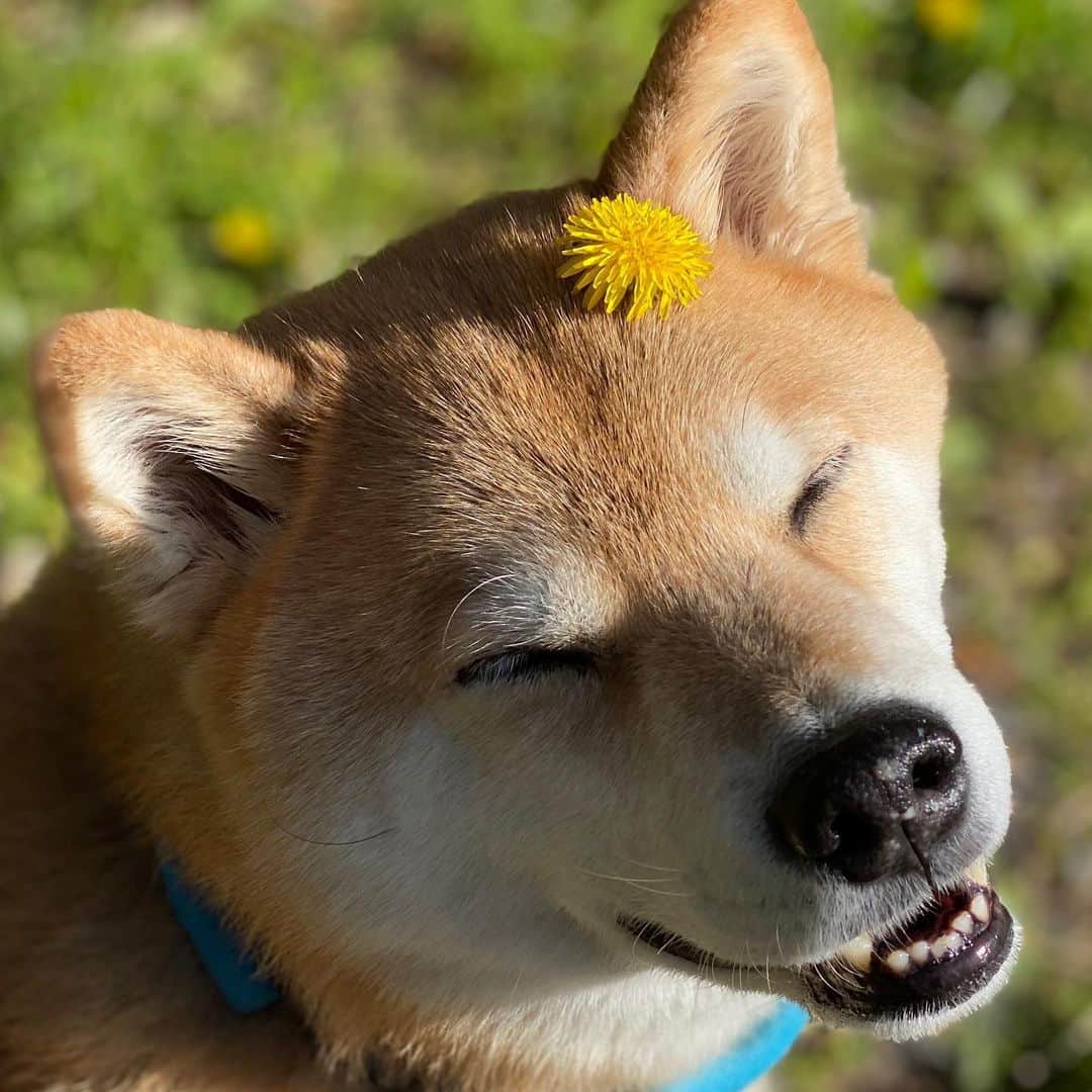 まる（まるたろう）さんのインスタグラム写真 - (まる（まるたろう）Instagram)「Good morning!✨🐶🌼✨おはまる子〜　今日はいい天気だけれども、不要不急の外出は控えるのよ〜 #コロナが収束したら氏名してよね #それまではマテだよ #まる子です #しばらく出勤はしないの #健康第一 #家でマテ #ハウス #stayhome」4月4日 9時31分 - marutaro