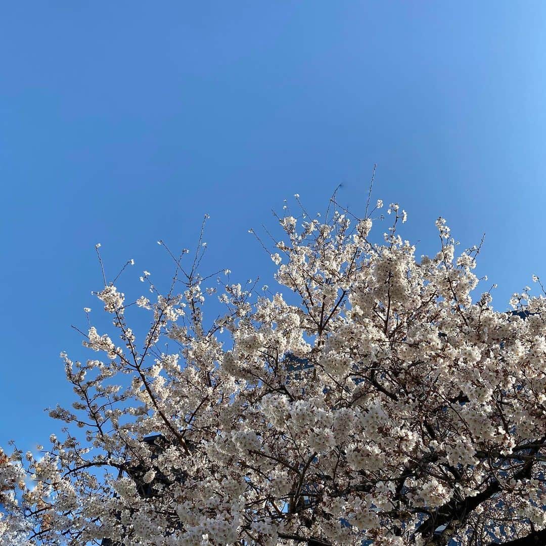 長谷川あやさんのインスタグラム写真 - (長谷川あやInstagram)「🌸🌸🌸#japan#sakura ・ ・ ・ いつか見た桜👧💓 ・ 『お花見のとき撮ればいいや〜』 なんて思ってほとんど写真撮らなかったら こんな状況になっちゃって、、、 ・ 今年カメラロールに残ってた写真 これだけだった😢💭 ・ 来年はみんなで思いっきりお花見したいな☺️‼️」4月4日 9時57分 - ayasuke_0516
