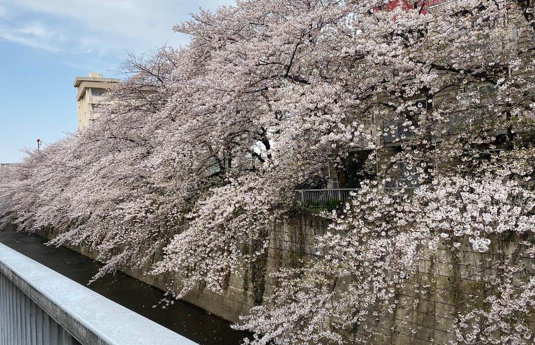 藤井ペイジさんのインスタグラム写真 - (藤井ペイジInstagram)「毎年何やかんやお花見やってたけど、今年はできないな…けど桜は世の中と関係なく咲いてくれる。来年も咲いてくれるやろうから、その時に２倍飲むで。」4月4日 10時00分 - fujii_page