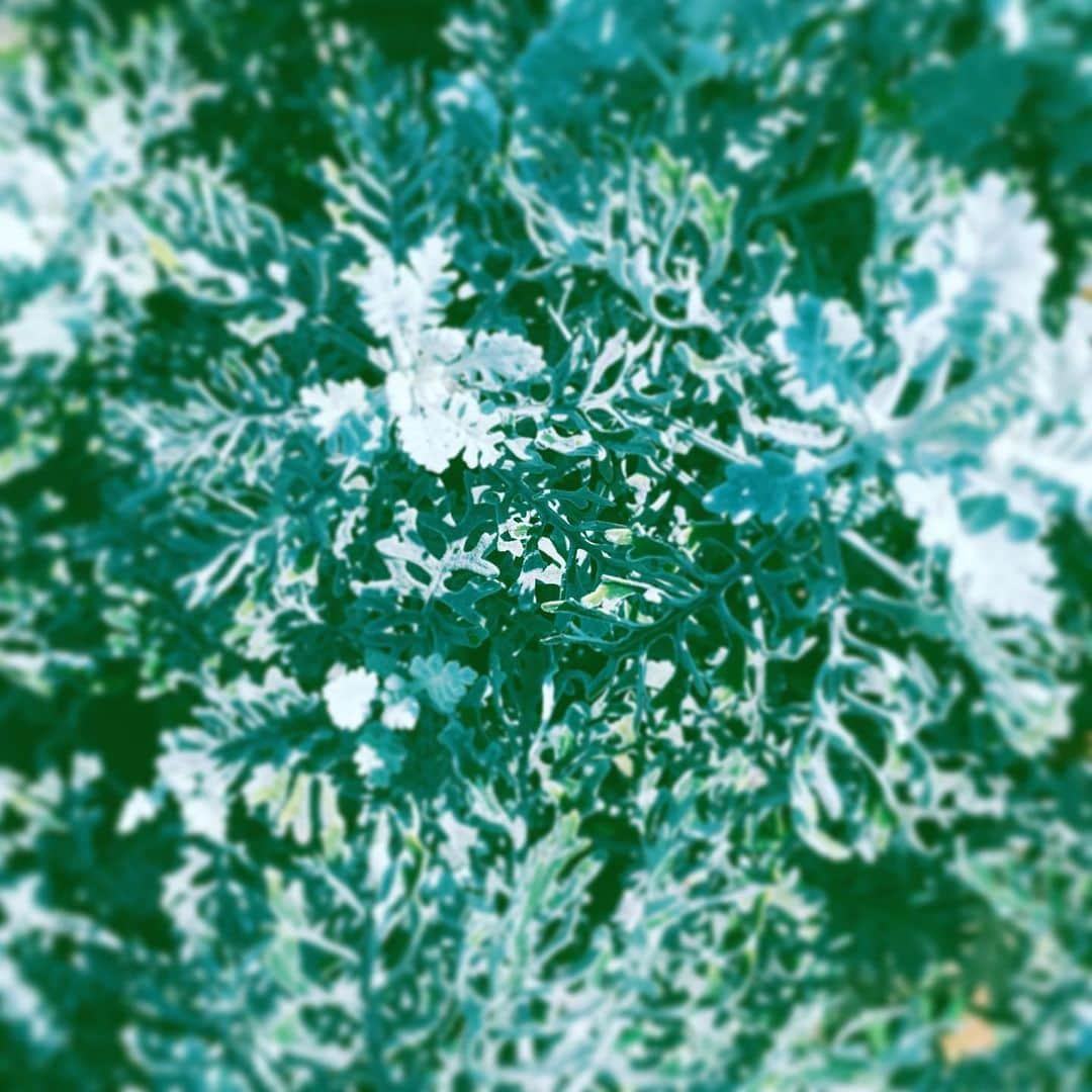 中野敬久さんのインスタグラム写真 - (中野敬久Instagram)「#leaves #street #white #green #not #salad #hope」4月4日 10時40分 - hirohisanakano