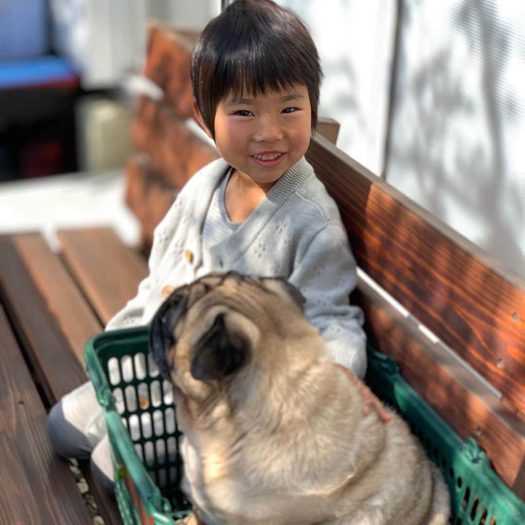 gontaのインスタグラム：「Plum and Gonta😊 The whole family is not infected by the coronavirus🙏#keelyafternoontea ##Gonta2#speakpug #smilingpugs #pugjapn #pug #love #pugsofinstagram #zerozeropug #pugshit #worldofpug」
