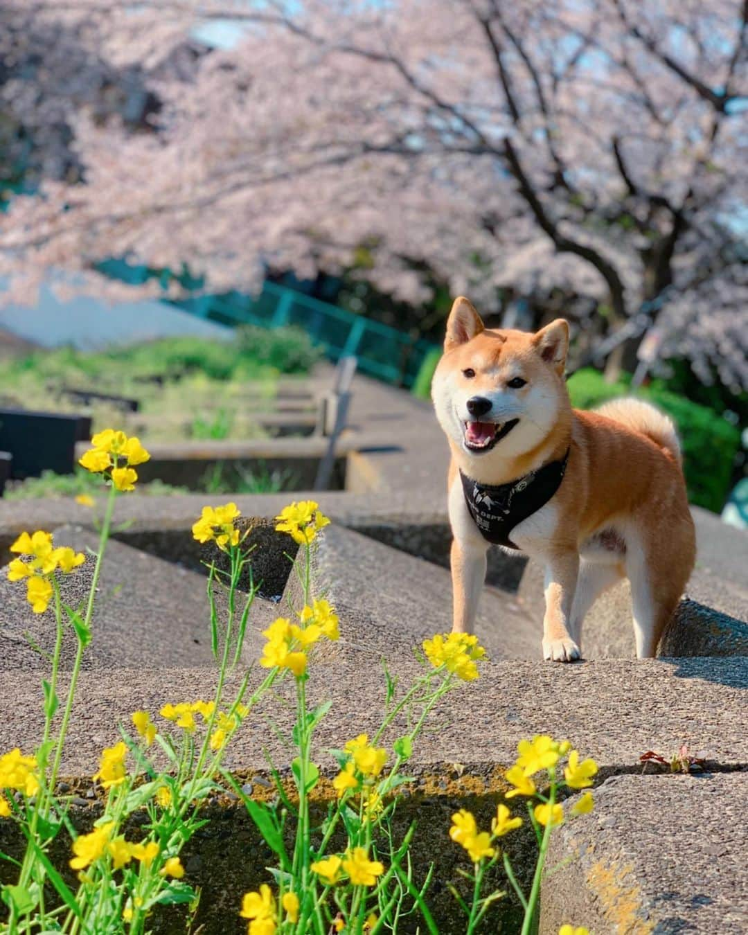 大山加奈のインスタグラム