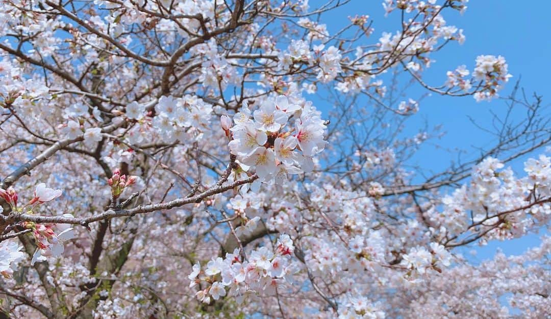 青山智美さんのインスタグラム写真 - (青山智美Instagram)「【#🌸 お家の近くにて♡】 🌸 お家の近くに満開の桜🌸🌸🌸🌸🌸 天真爛漫に咲いている 満開の桜に心から癒されます🌸🌸🌸🌸 今お出掛けが難しく、 緊迫している世の中だからこそ 少しでも写真・SNSで 元気をお届けできたら 幸いです🌸🌸🌸🌸🌸 🌸 #さくら #サクラ #桜 #春の風物詩 #日本 #お出掛けは自粛 #cherryblossom #cherryblossoms」4月4日 11時01分 - tomomibeauty