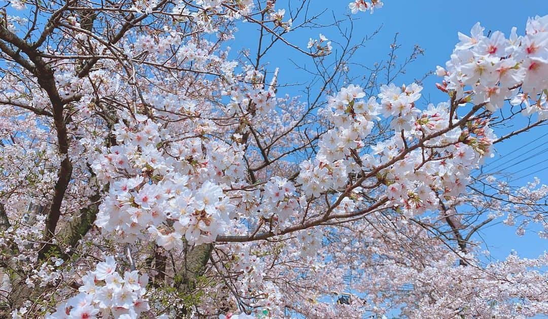 青山智美さんのインスタグラム写真 - (青山智美Instagram)「【#🌸 お家の近くにて♡】 🌸 お家の近くに満開の桜🌸🌸🌸🌸🌸 天真爛漫に咲いている 満開の桜に心から癒されます🌸🌸🌸🌸 今お出掛けが難しく、 緊迫している世の中だからこそ 少しでも写真・SNSで 元気をお届けできたら 幸いです🌸🌸🌸🌸🌸 🌸 #さくら #サクラ #桜 #春の風物詩 #日本 #お出掛けは自粛 #cherryblossom #cherryblossoms」4月4日 11時01分 - tomomibeauty