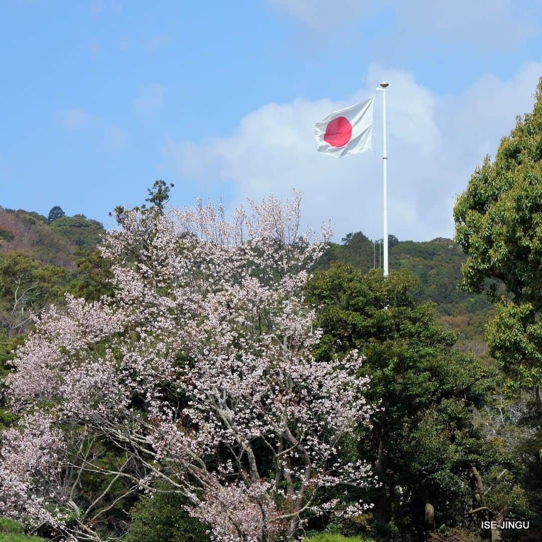 伊勢神宮さんのインスタグラム写真 - (伊勢神宮Instagram)「#伊勢神宮 #神宮 #神社 #心のふるさと #内宮 #桜 #国旗 #日の丸 #春 #ISEJINGU #JINGU #SOUL_of_JAPAN #Japan #Jinja #Shinto #Naiku #sakura #cherryblossom #nationalflag #spring」4月4日 11時15分 - isejingu.official