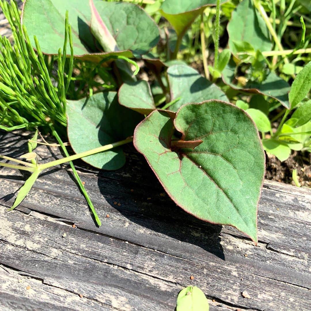 佐藤嘉洋さんのインスタグラム写真 - (佐藤嘉洋Instagram)「‪私はドクダミの葉で花粉症を軽減させています。‬ . ‪①葉を2枚取り丁寧に水洗い‬ ‪②表裏各5分程度天日干し（重要:完全に乾かさない）‬ ‪③ドクダミの汁が滲むくらいに手でよく揉む‬ ‪④鼻の穴に10分程度突っ込む（注意:取れなくなるほど奥に突っ込まない）‬ ‪⑤取り出して鼻を噛む‬ . ‪これでスッキリ鼻が通ります。‬ . ドクダミは十薬とも呼ばれ、アレルギー症状、発熱、咳、痰など幅広い効果があるそうです。 . #ドクダミ #花粉症」4月4日 11時16分 - yoshihirosato1981